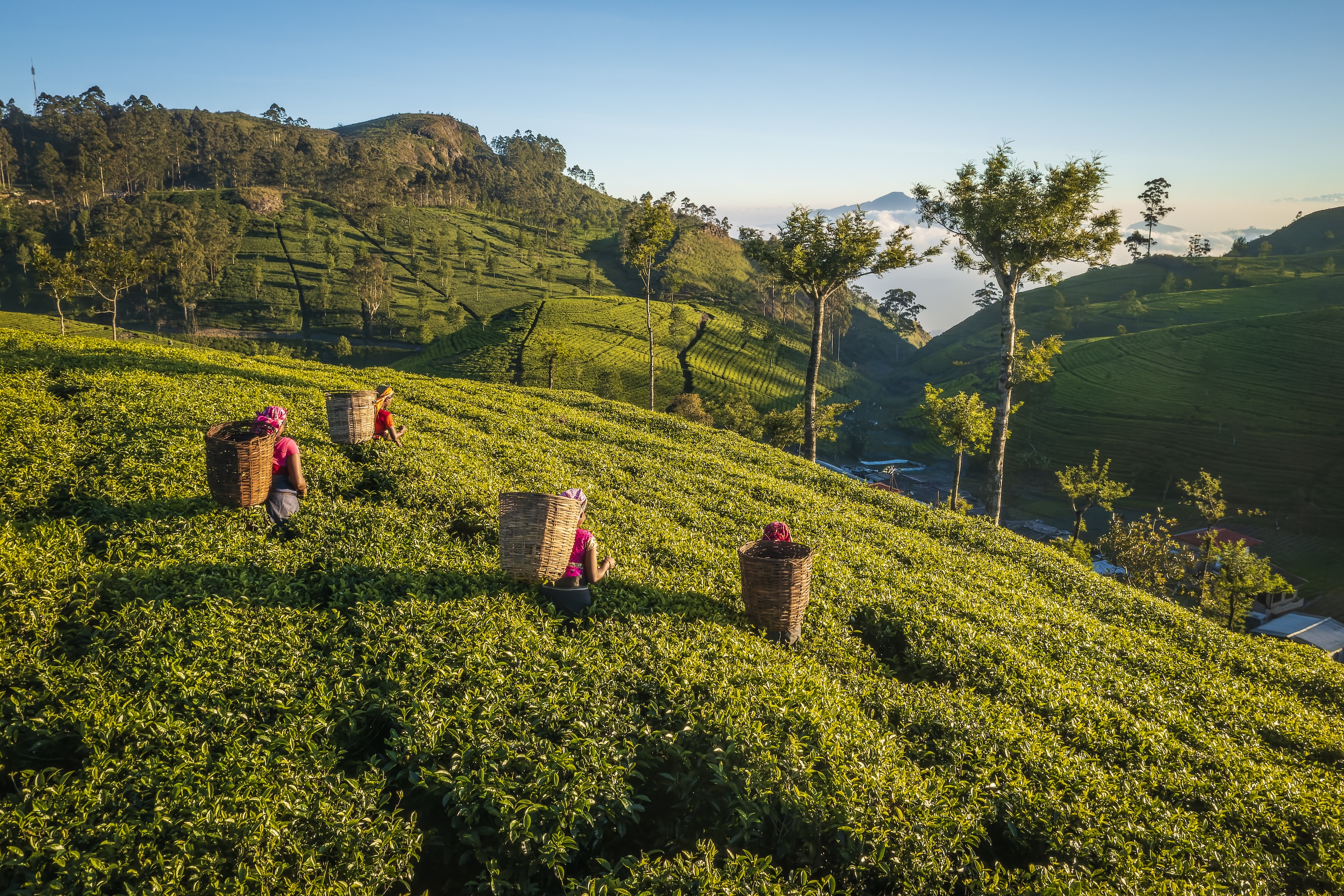Tamil women plucking tea leaves near Haputale, Sri Lanka.