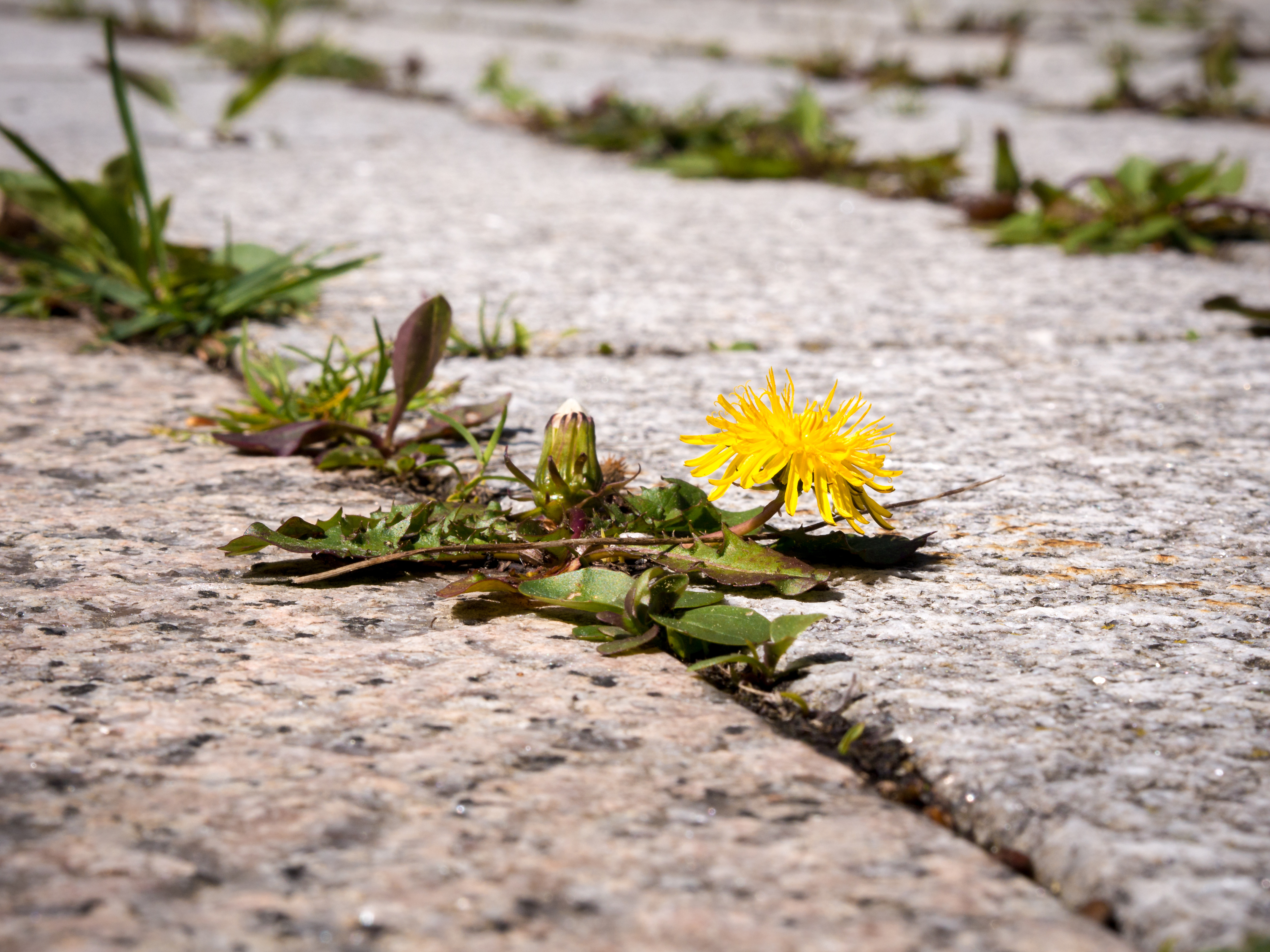 A closeup on a dandelion plant with one yellow bloom, growing between the cracks of a cement sidewalk.